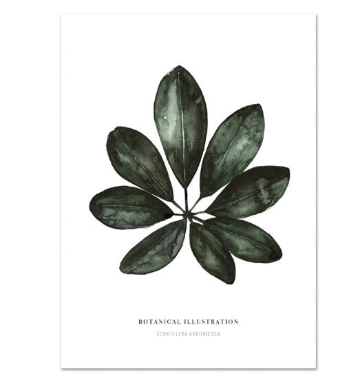 Botanische-posters-kaarten-botanisch-industrieel-interieur-Leo_La_Douce_edition_summer_18-22